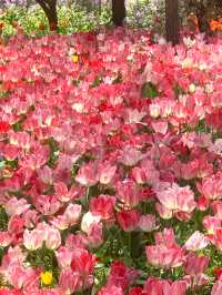 Glowing Tulips at Jiaozhou Botanical Garden: A Photographer's Dream 🌷✨