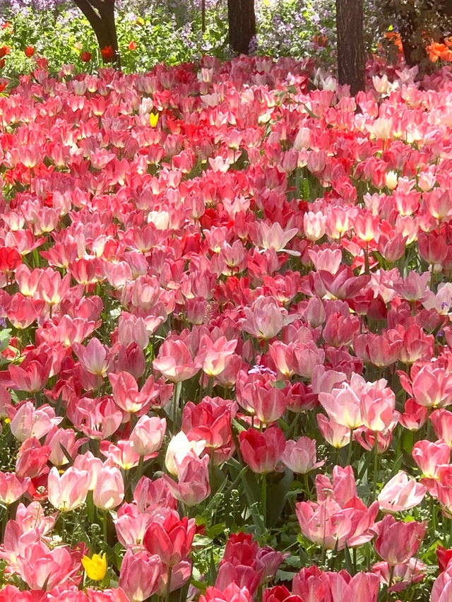 Glowing Tulips at Jiaozhou Botanical Garden: A Photographer's Dream 🌷✨