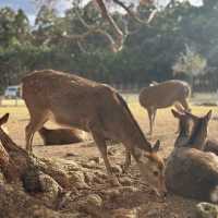 Just an Hour from Osaka: A Charming World of Deer, Temples & Tranquility