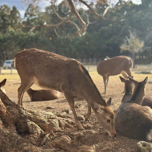 Just an Hour from Osaka: A Charming World of Deer, Temples & Tranquility