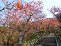 沖繩賞櫻，名護城跡公園的絕美海景櫻花