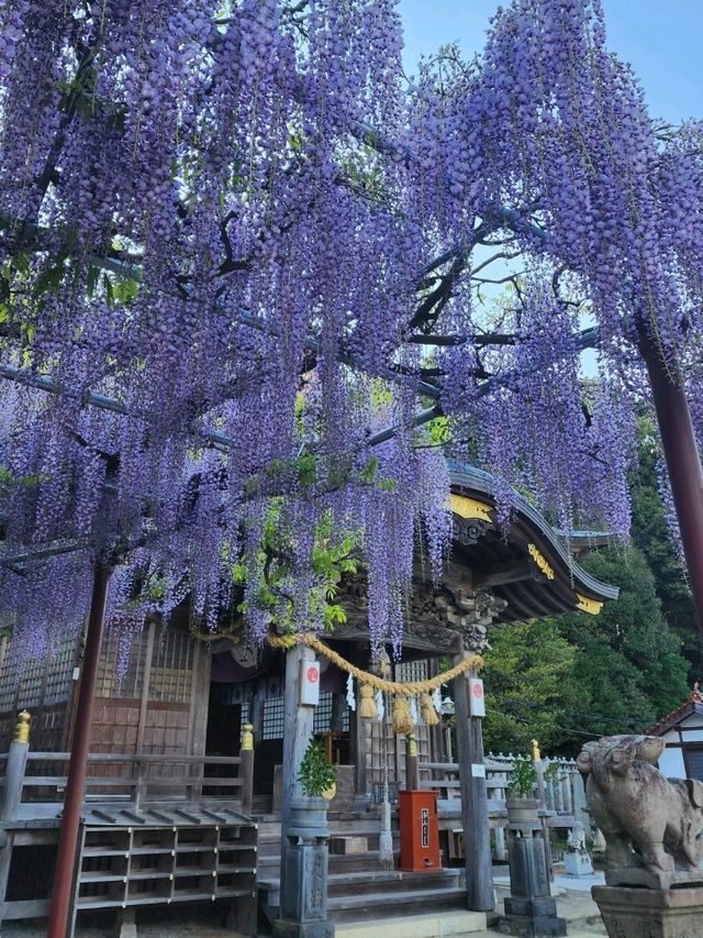【山口グルメ】道の駅おふく・西八幡宮