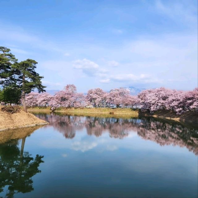Cherry Blossoms and Riverbank Strolls Done Right