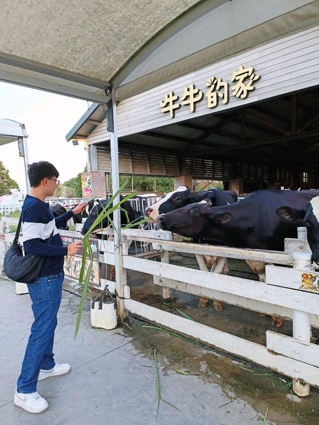 被萌牛包圍的一天，親子旅遊好去處。