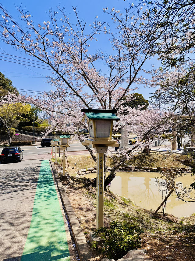 Sakura Silence: A Soulful Walk Through Takeo Shrine 