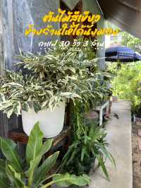 📍คาเฟ่สไตล์วินเทจทางขึ้นสะเมิงเชียงใหม่ 🍃
