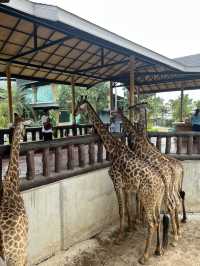 📍こどもとたのしむ【Sriayuthaya Lion Park】  動物との距離が近すぎて、大人も子供も楽しめる動物園