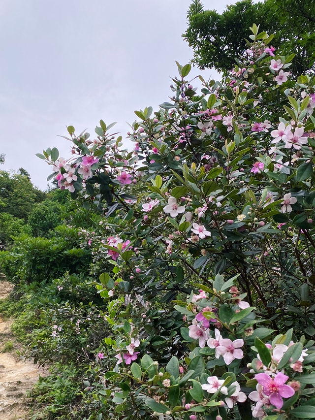 香港｜去嶂上營地吃一碗豆腐花🏕️