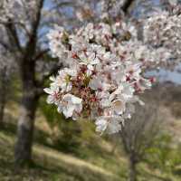 桜の時期は特に圧巻！