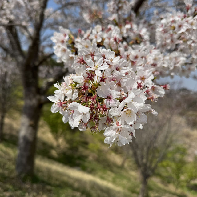 桜の時期は特に圧巻！