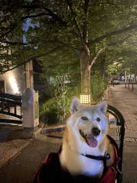 【日本🇯🇵京都】🐶と楽しむ京都