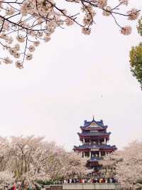 Cherry blossoms in China🇨🇳?  Yes, please! 🌸