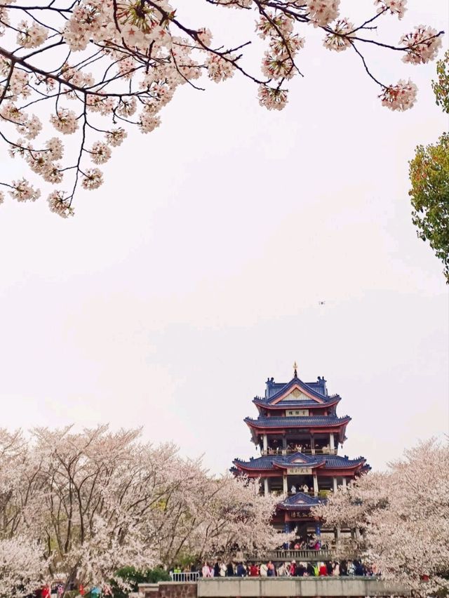 Cherry blossoms in China🇨🇳?  Yes, please! 🌸
