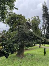 Explore Nature’s Beauty at the Royal Botanic Gardens