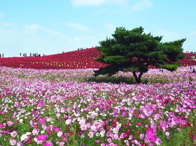 Hitachi Seaside Park – Japan’s Most Colourful Natural Wonder