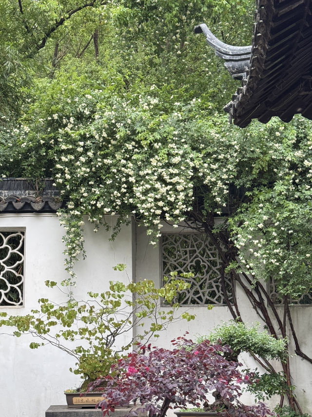 A place so peaceful even the cats seem to meditate — Xiyuan Temple