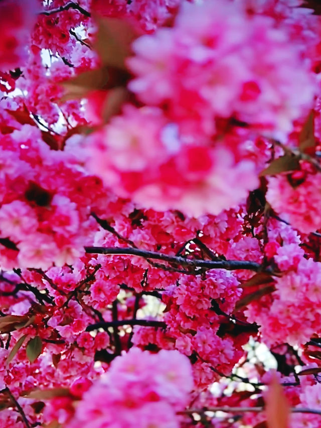 Blossoms and Blades at Igaryu Ninja Museum