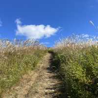 【岩湧山でススキ三昧】 🌾　大阪