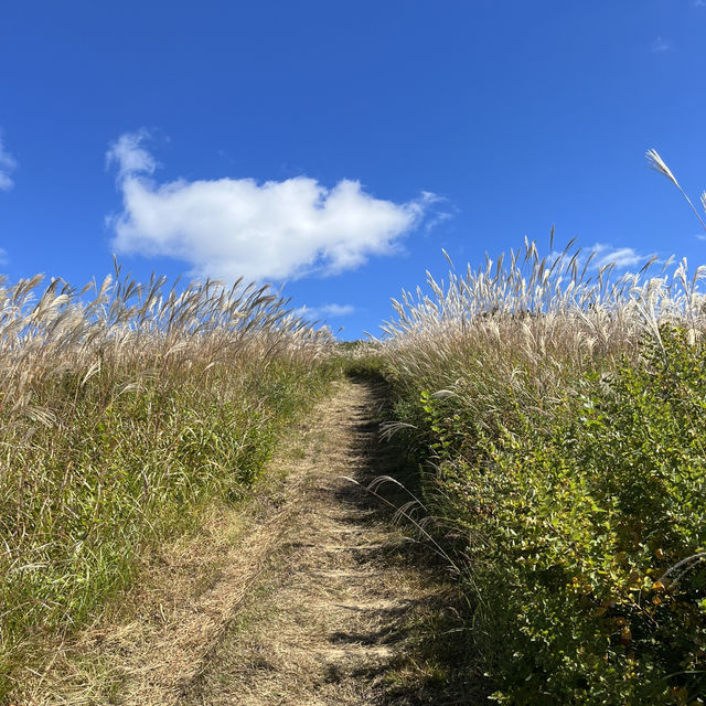 【岩湧山でススキ三昧】 🌾　大阪