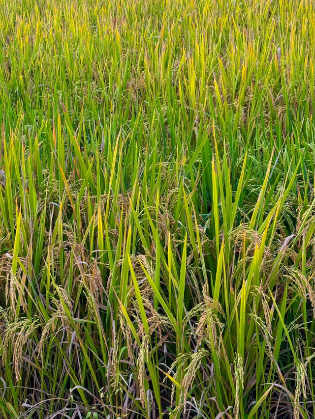 โฮมสเตย์ยุ้งข้าวกลางหุบเขา บรรยากาศโคตรดี 🌾💚