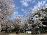 🌸【初見即傾心】大宮公園櫻花滿開的那一刻，我與春天撞了個滿懷!