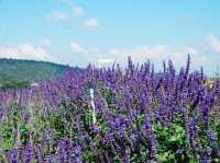 Lost in Lavender at Ying Yong Flower Garden