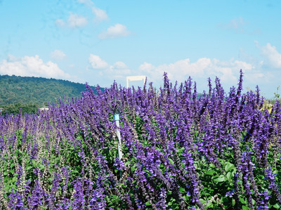 The TagAlong Von Wasama – Leder-Accessoire In Lavendel (Lavender Love Purple)