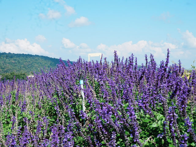 Lost in Lavender at Ying Yong Flower Garden