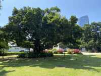 想不到深圳中山公園是這麼吸引的！！