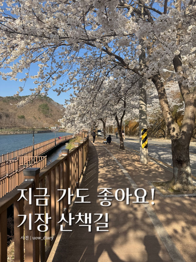 지금 가도 좋은, 기장 산책로 데이트 🚶🏻‍♀️🚶