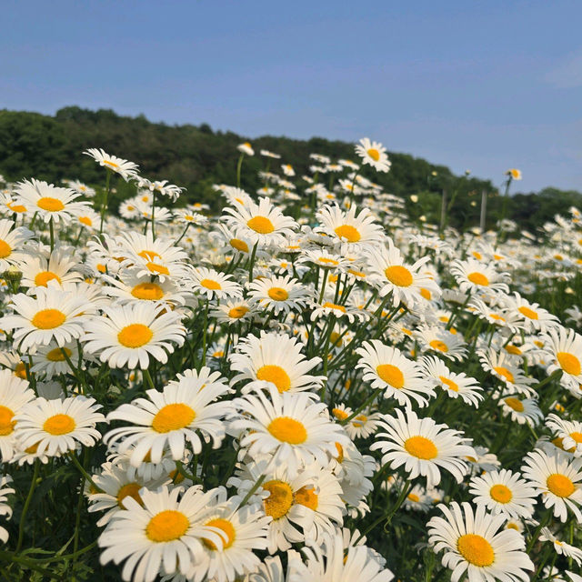 👍👗아산 샤스타데이지 카페 카페지새울