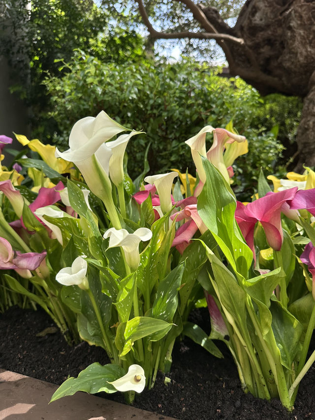 Flower Dome - Garden by the bay