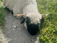 Zermatt Blacknose Sheep – The Cutest Locals in the Alps