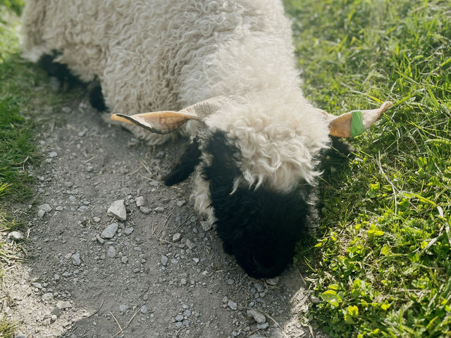 Zermatt Blacknose Sheep – The Cutest Locals in the Alps
