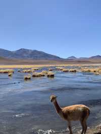 🌵 4-Day Atacama Desert Adventure 🇨🇱
