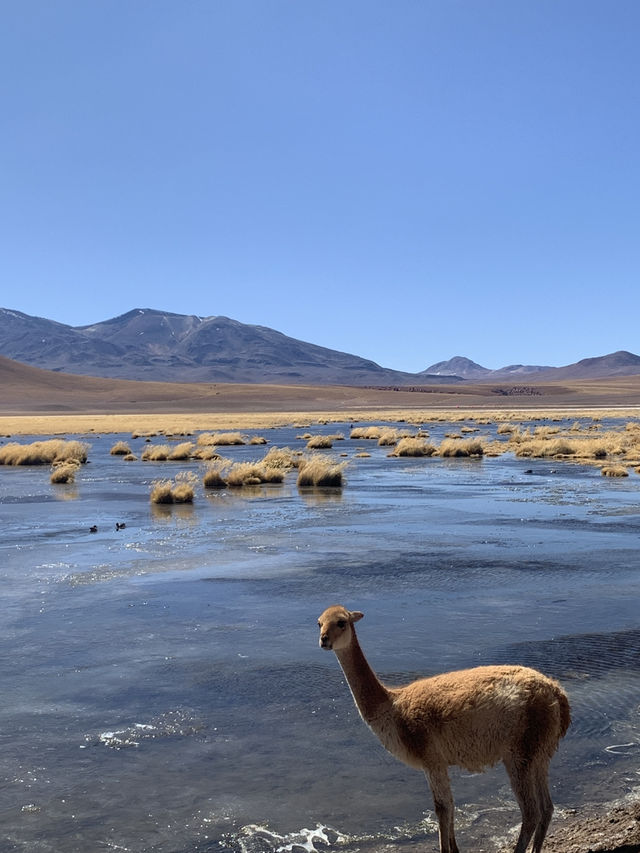🌵 4-Day Atacama Desert Adventure 🇨🇱