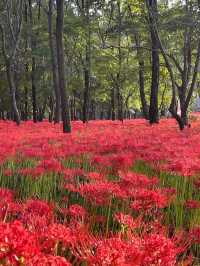 真紅の絨毯に包まれる「巾着田曼珠沙華公園」で、秋の感動旅