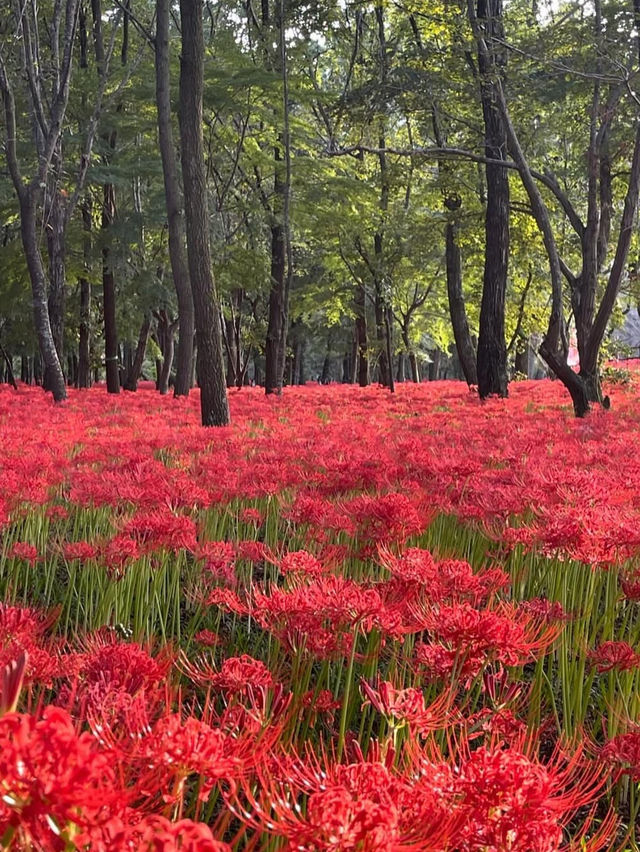 真紅の絨毯に包まれる「巾着田曼珠沙華公園」で、秋の感動旅
