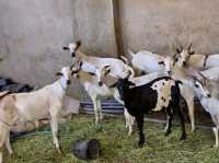 MashaAllah, beautiful creation of "Allah SWT" breed of goats crossed with deer