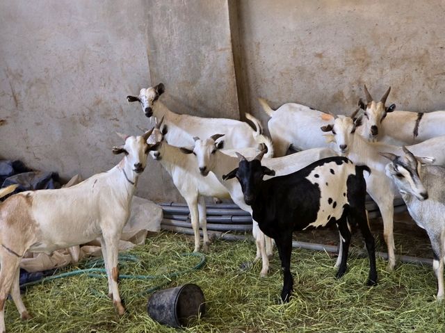 MashaAllah, beautiful creation of "Allah SWT" breed of goats crossed with deer