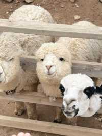  🦙 알파카월드 여행기  “귀여움 폭발! 알파카와 눈맞춤한 힐링 여행 코스”