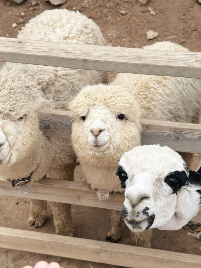  🦙 알파카월드 여행기  “귀여움 폭발! 알파카와 눈맞춤한 힐링 여행 코스”