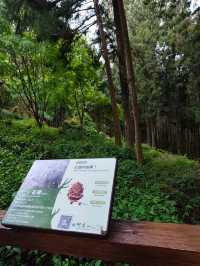 A Dreamy Walk at Alishan