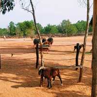 🦒 Safari Café – A Wild Little Escape in Novaworld, Phan Thiet