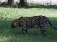 Safari Park Kanchanaburi | ซาฟารีปาร์ค กาญจนบุรี