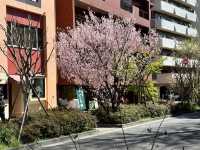 🌸城市中的綠色奇蹟！《新宿御苑》四季皆美的東京祕密花園，賞櫻、避暑、療癒心靈一次到位🍁🌿 