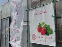 🍓 Berry Fun at Chura Ichigo Itoman House – Strawberry Picking in Okinawa!