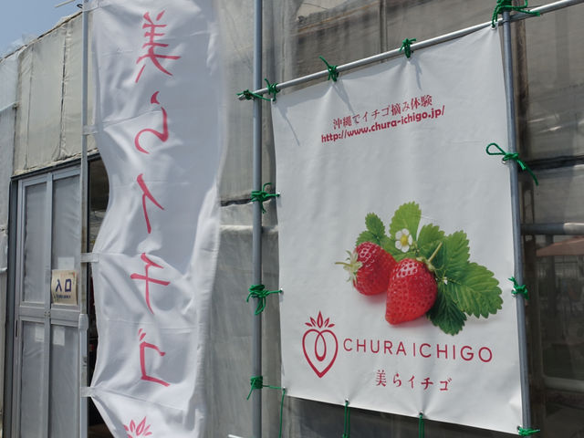 🍓 Berry Fun at Chura Ichigo Itoman House – Strawberry Picking in Okinawa!