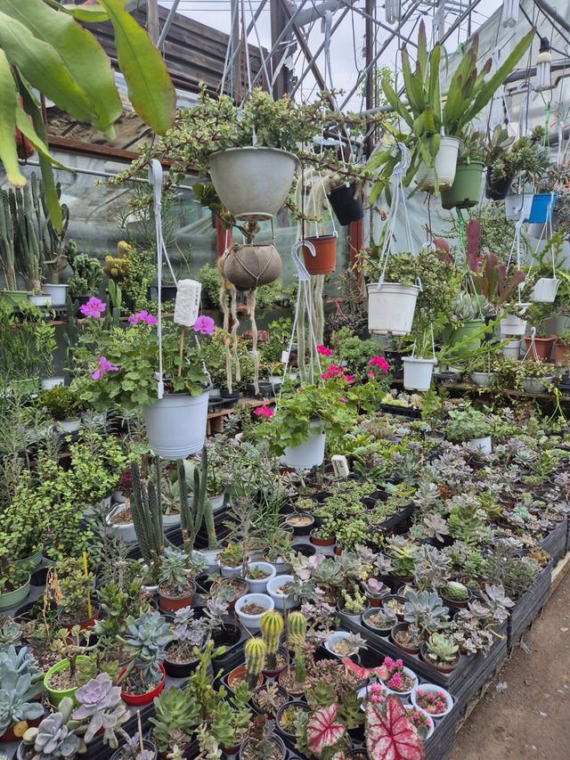 🌼 꽃이야기화원, 일상에 피어나는 동탄의 작은 정원