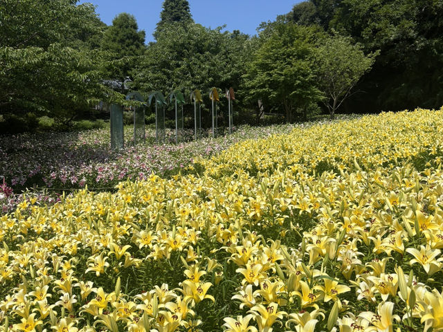 神戶布引香草園的詩意午後 🌼🌤️